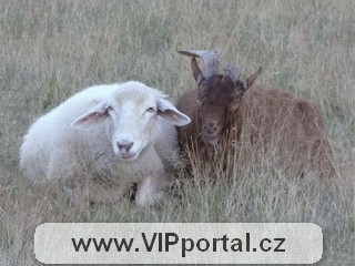 Ovce a kozel